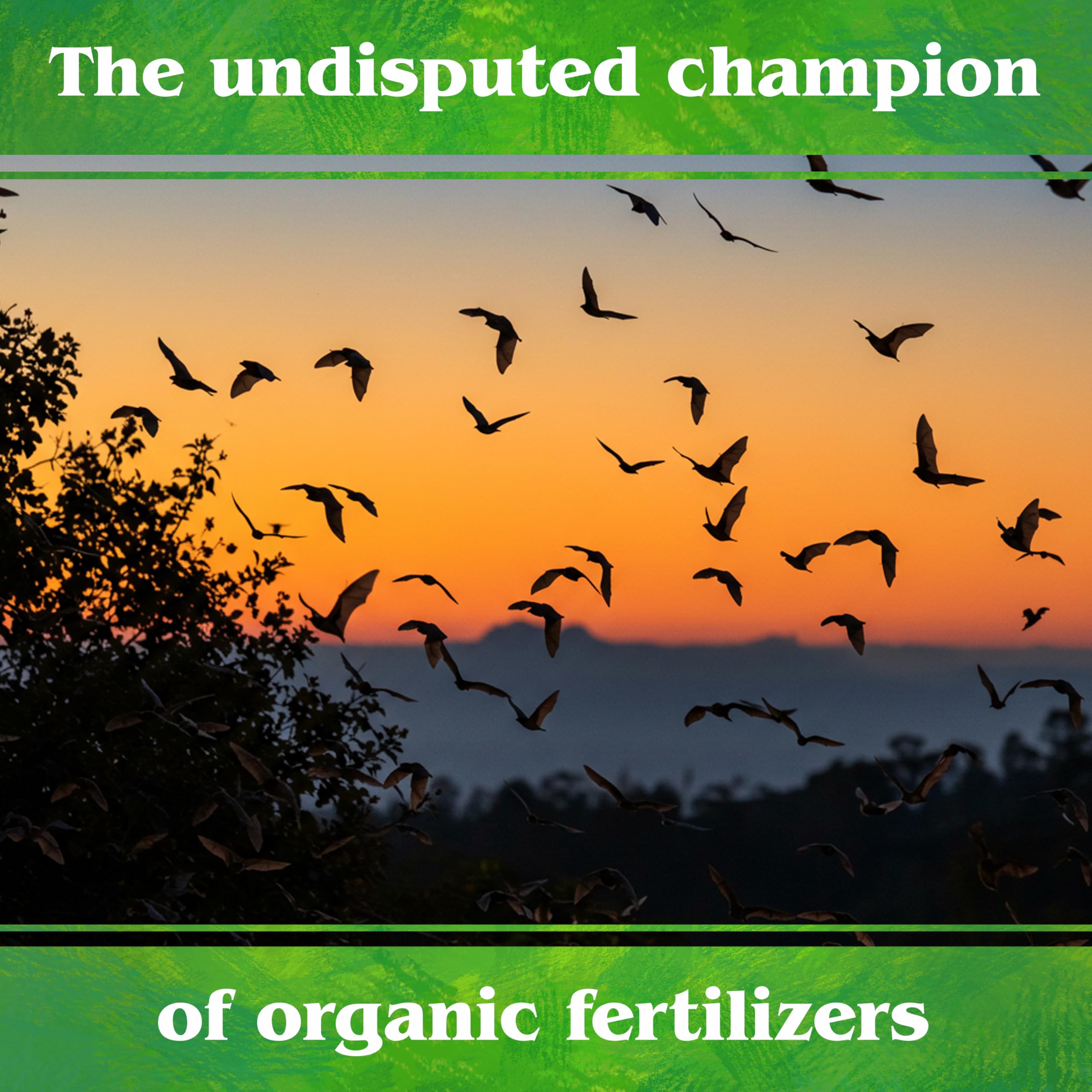 Foliar spray preparation with Down To Earth bat guano