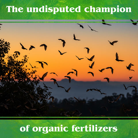 Down To Earth guano tea used as foliar spray for quick nutrient delivery