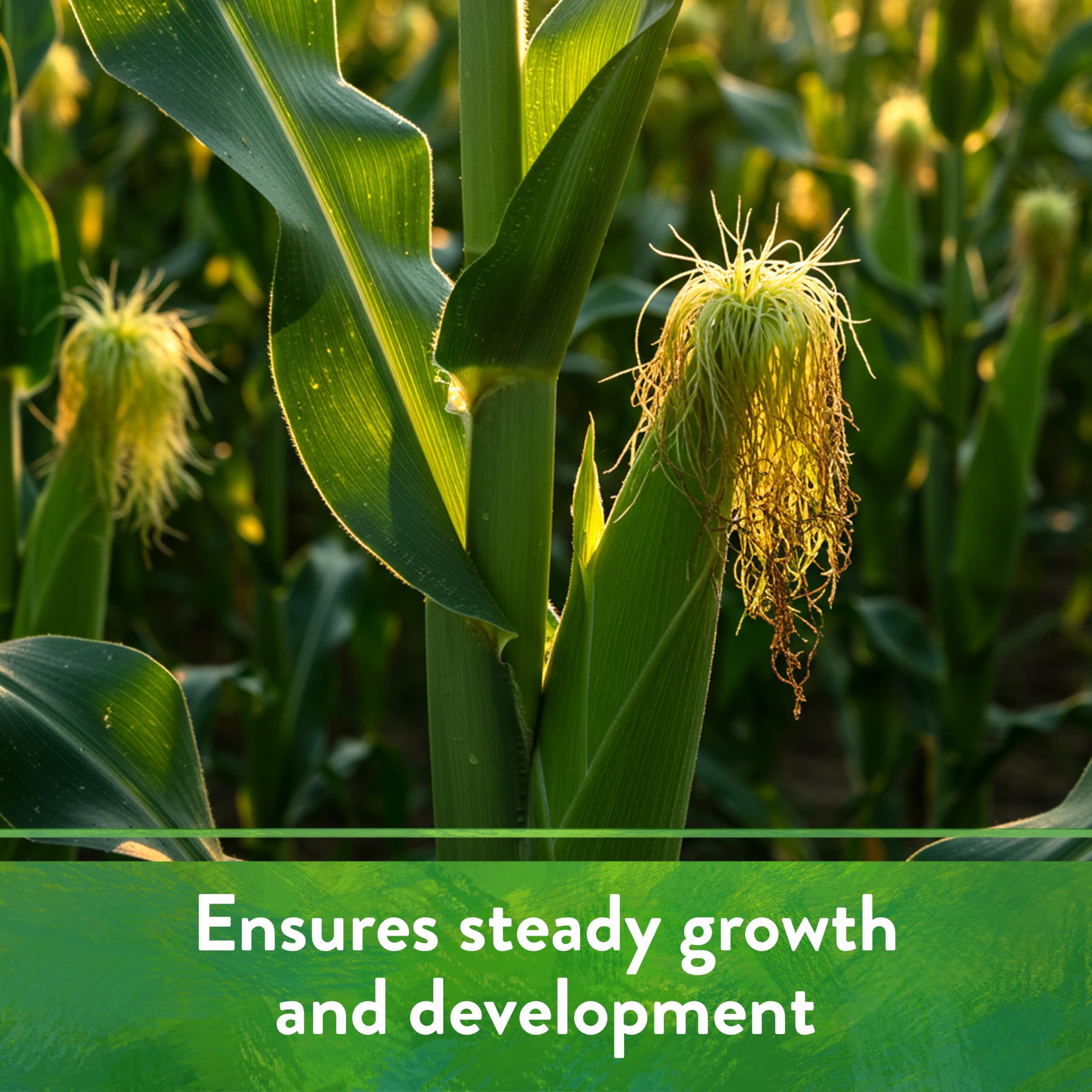 Down To Earth feather meal slow-release formula minimizes nutrient loss in soil.