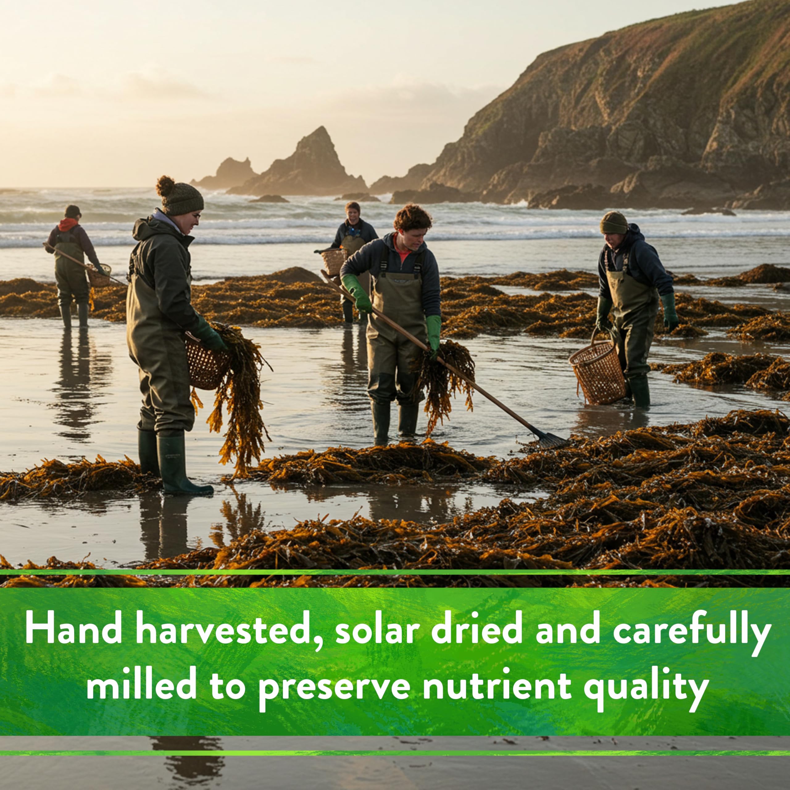 Container-grown herbs receiving kelp meal during routine fertilization.
