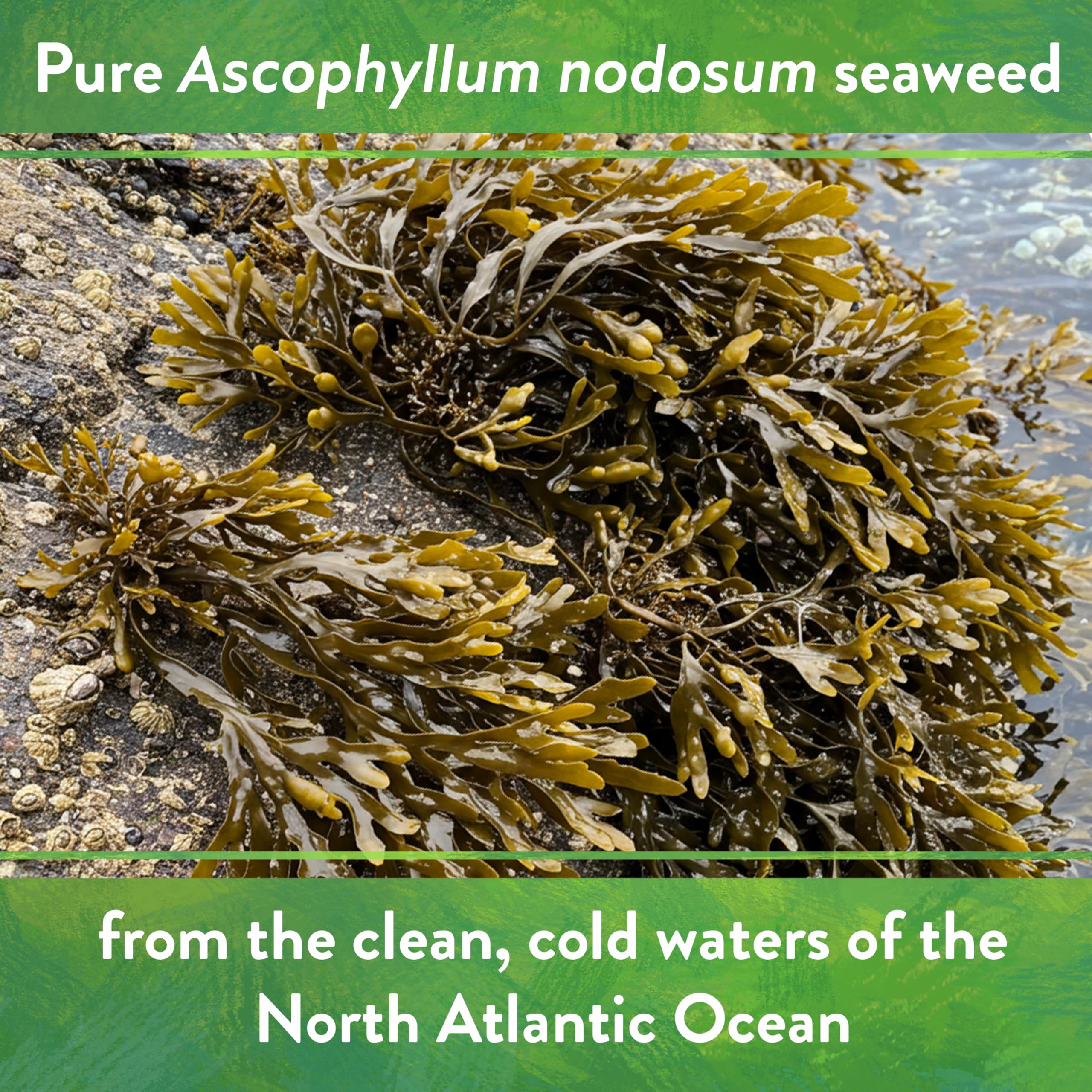 Flowering plants showing potential blooms with kelp meal support.