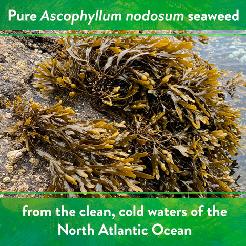 Flowering plants showing potential blooms with kelp meal support.
