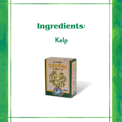 Kelp Meal sprinkled into garden soil for improved soil health.