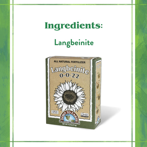 Pouring Langbeinite granules for even soil distribution