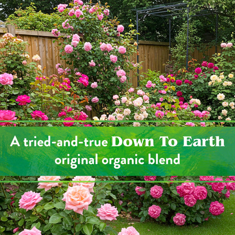 Down To Earth Rose & Flower Mix garden bed flowers thrive with steady nourishment.