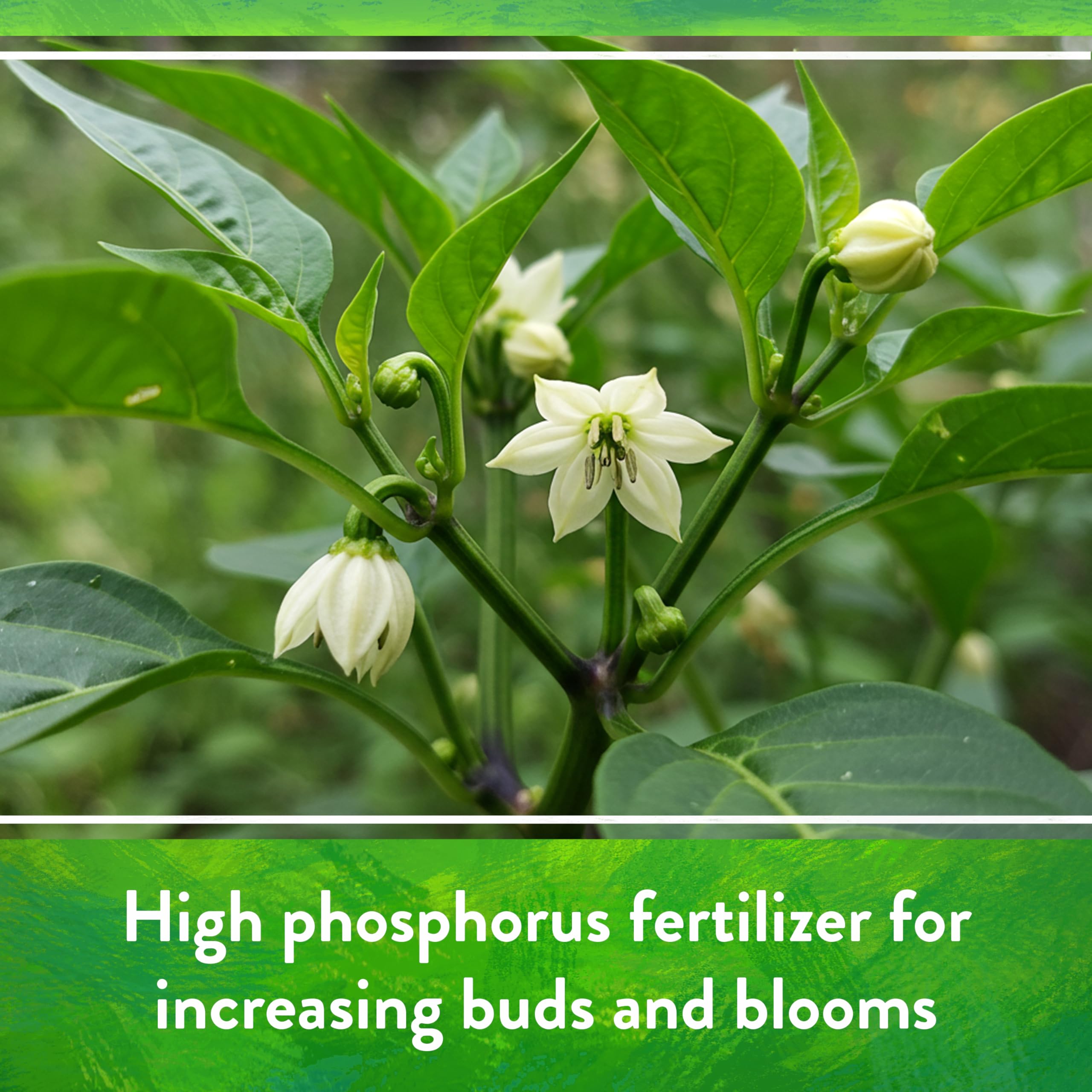 Down To Earth Seabird Guano soil mix enhances root health.