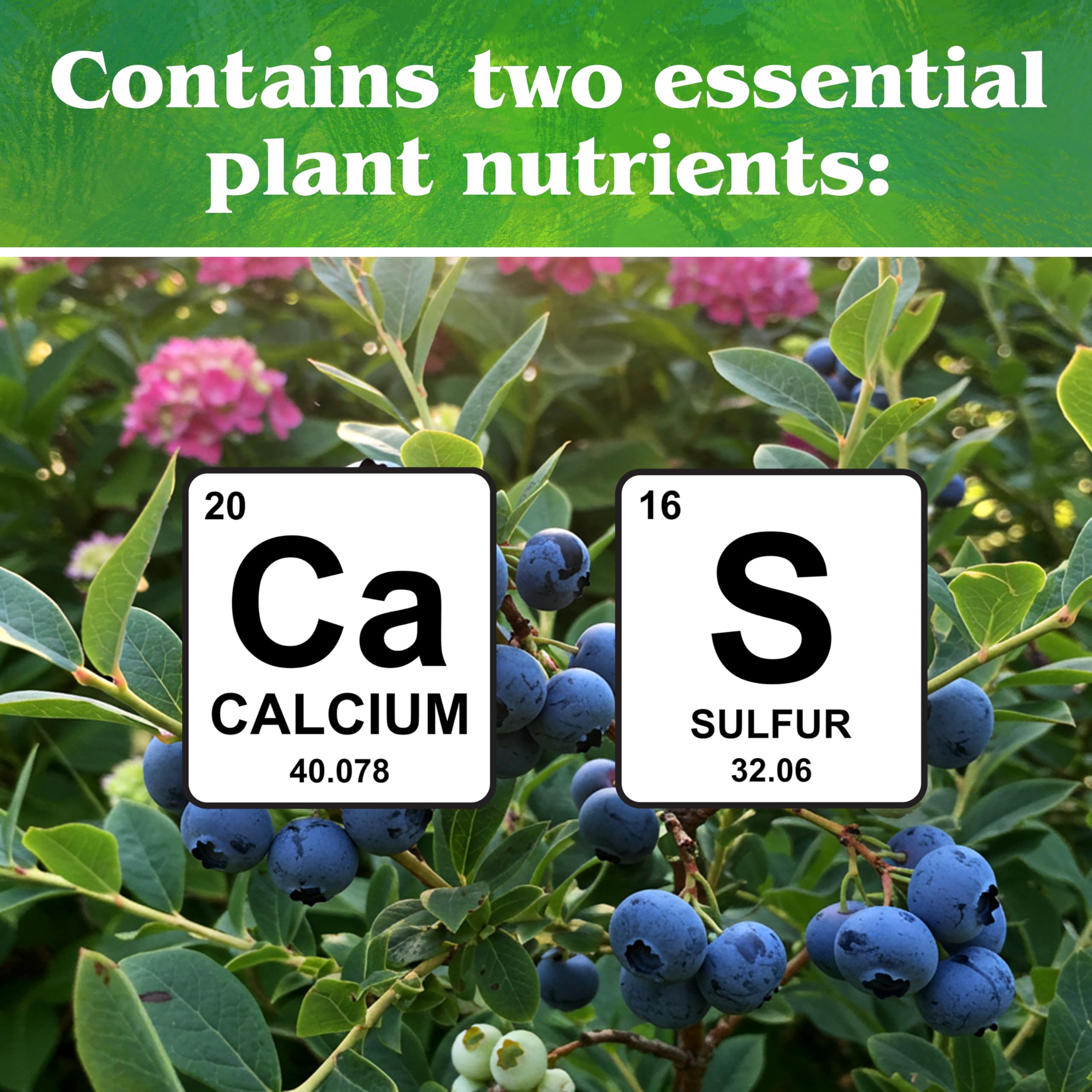 Berry bushes thrive with Down To Earth sulfur acidifier in soil