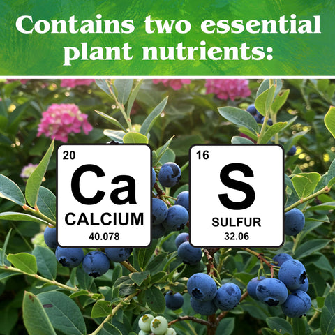 Berry bushes thrive with Down To Earth sulfur acidifier in soil