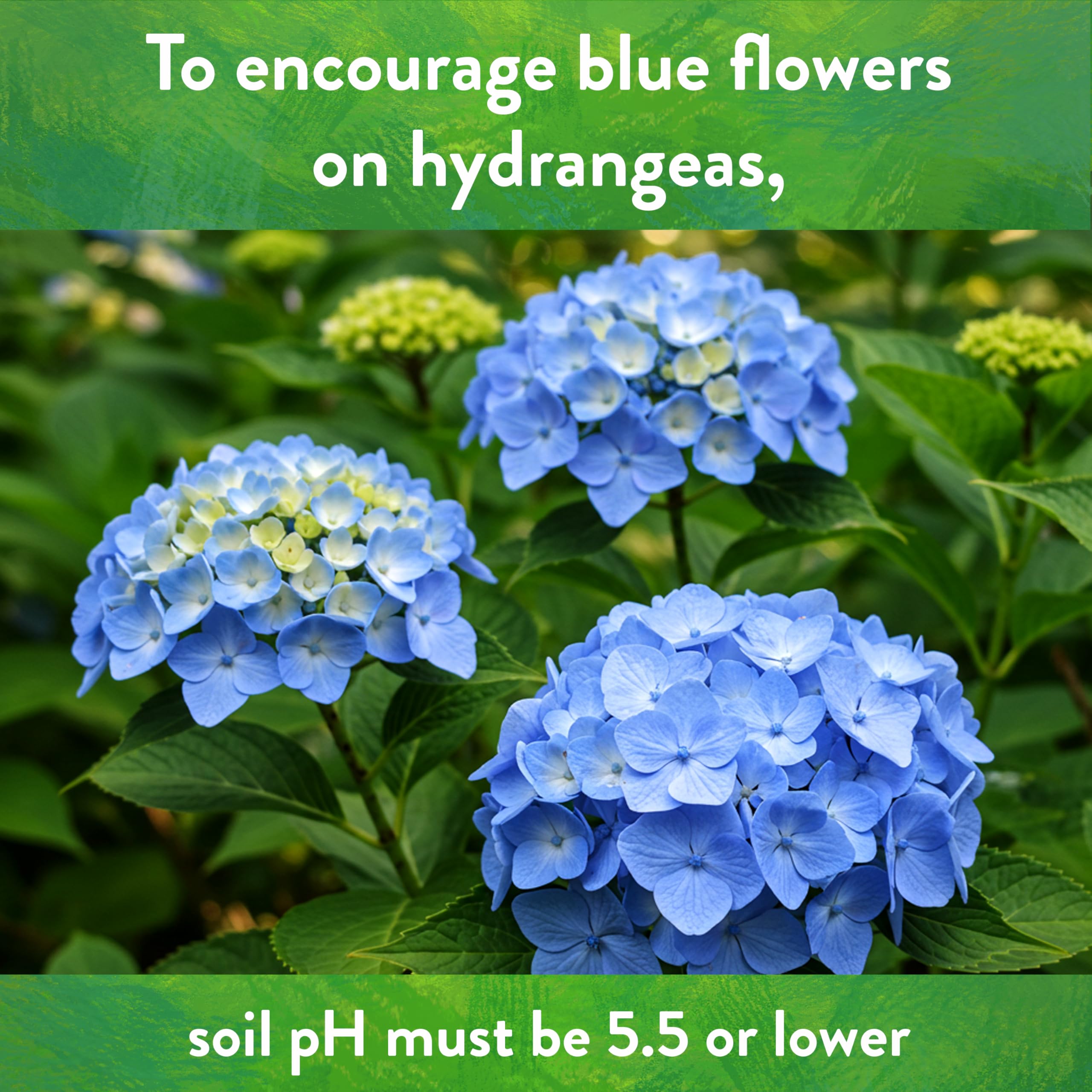 Evergreen shrubs flourish after using Down To Earth sulfur acidifier