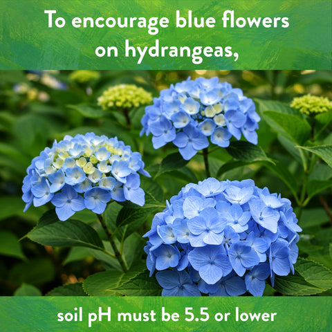 Evergreen shrubs flourish after using Down To Earth sulfur acidifier