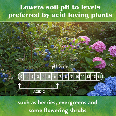 Hydrangea in soil treated with Down To Earth sulfur acidifier