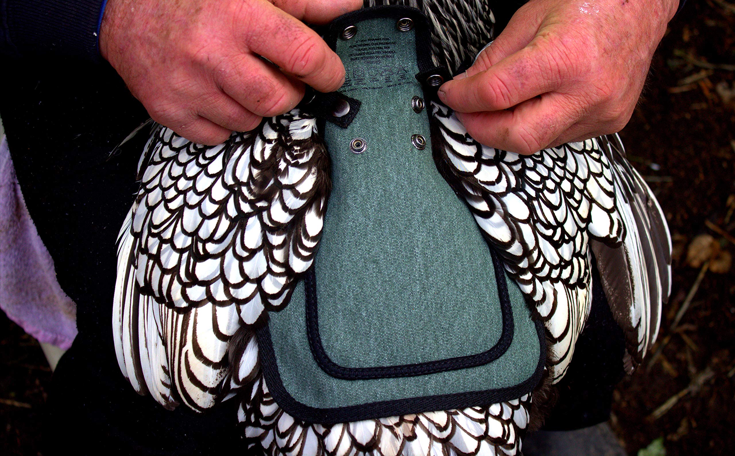 DOWN UNDER OUTDOORS breathable canvas keeps birds comfortable during wear.