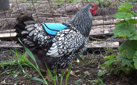 DOWN UNDER OUTDOORS fits standard medium to large breeds for versatility