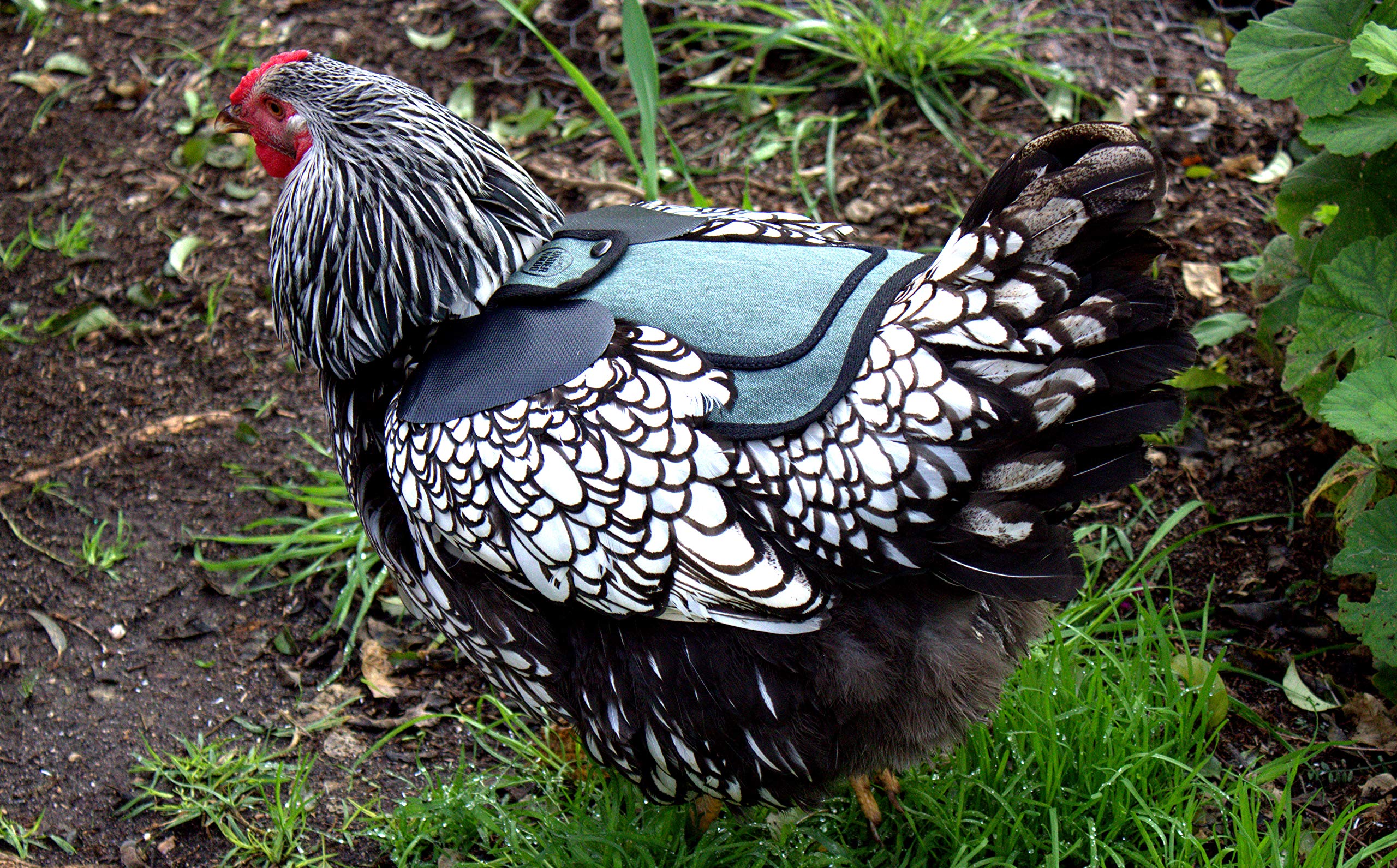 DOWN UNDER OUTDOORS protects feather-pecked birds and aids recovery