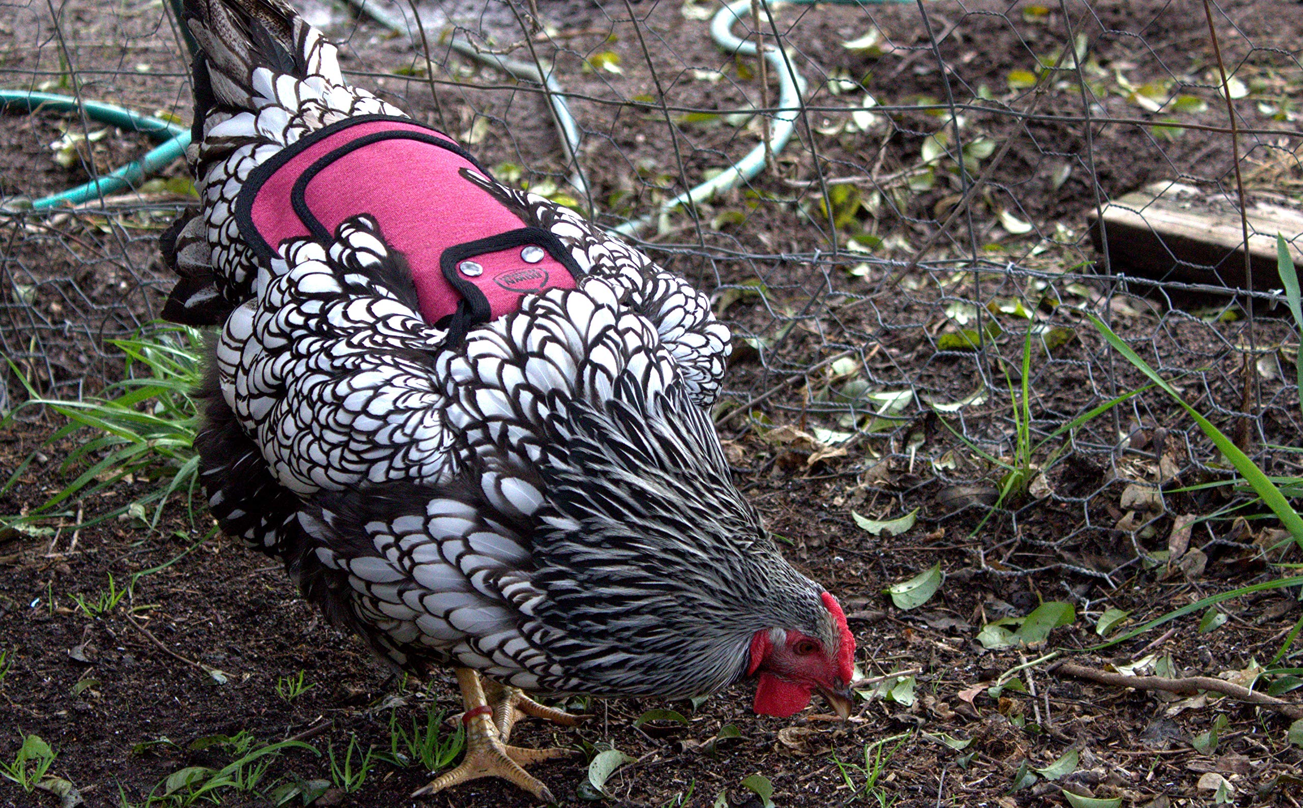 DOWN UNDER OUTDOORS fits standard medium to large breeds for versatile use