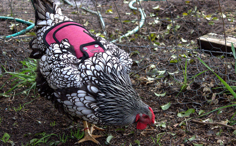DOWN UNDER OUTDOORS fits standard medium to large breeds for versatile use