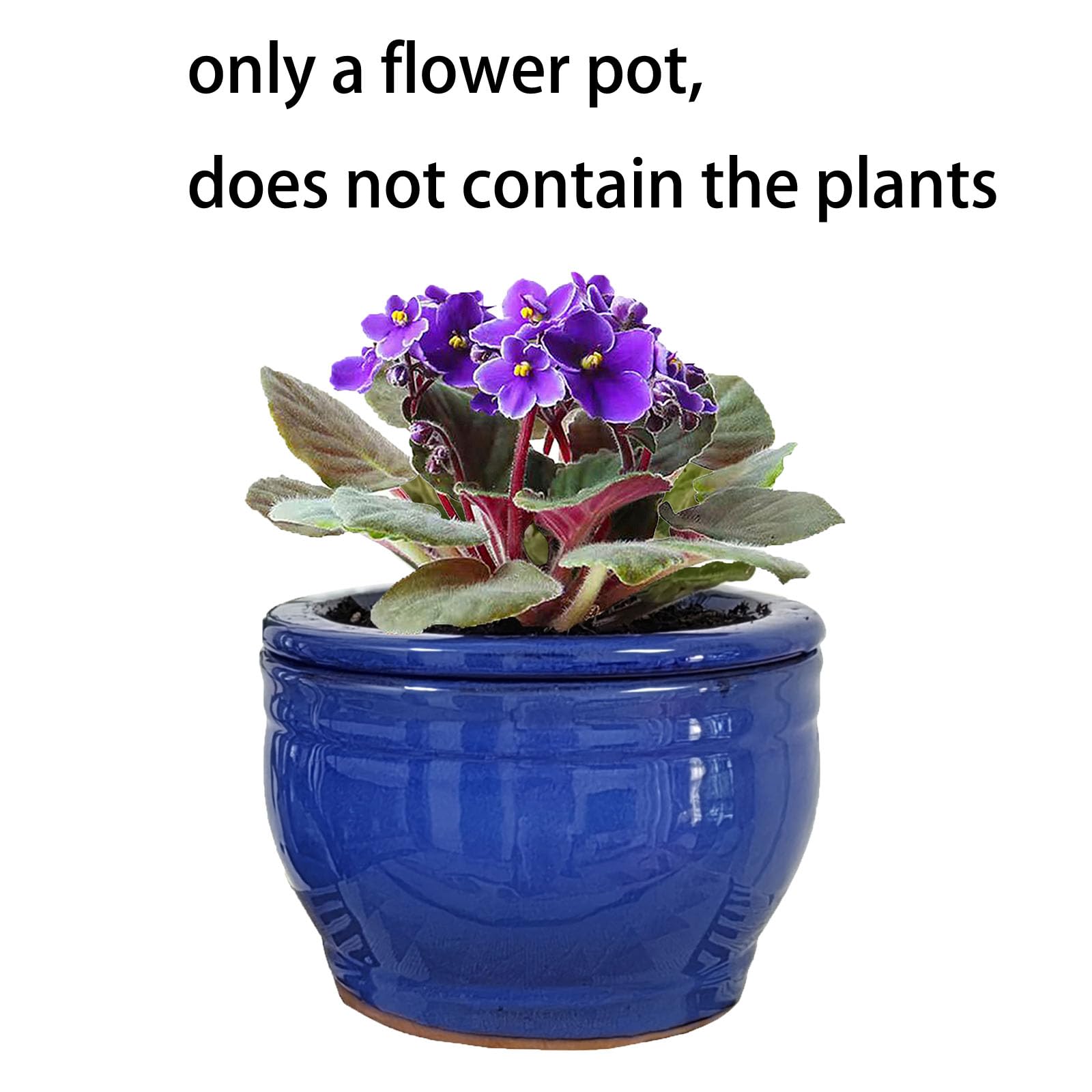 Dphagesy African Violet pot blue color finish suits living room styling.