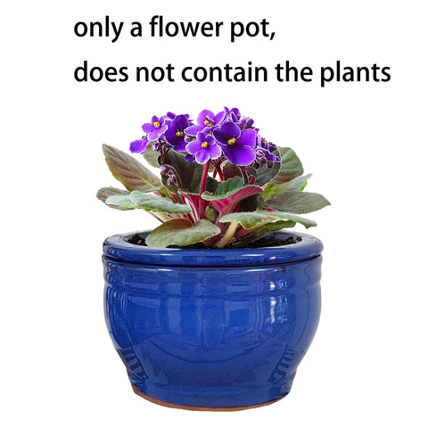 Dphagesy African Violet pot blue color finish suits living room styling.