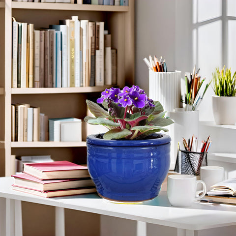 Dphagesy African Violet pot cleaning reminder emphasizes bi-monthly outer pot maintenance.