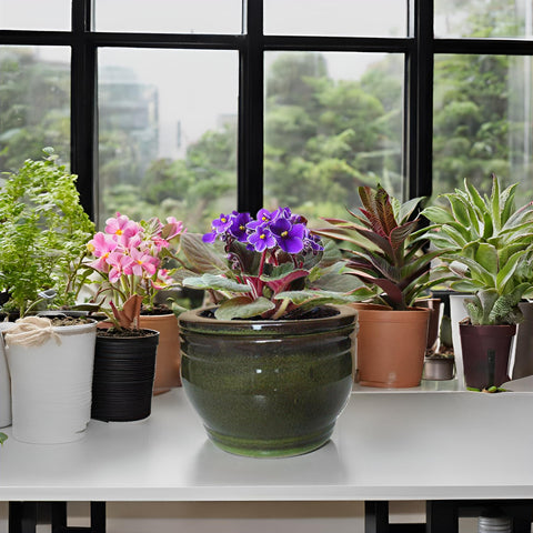 Dphagesy gift-ready violet pot for plant lovers.