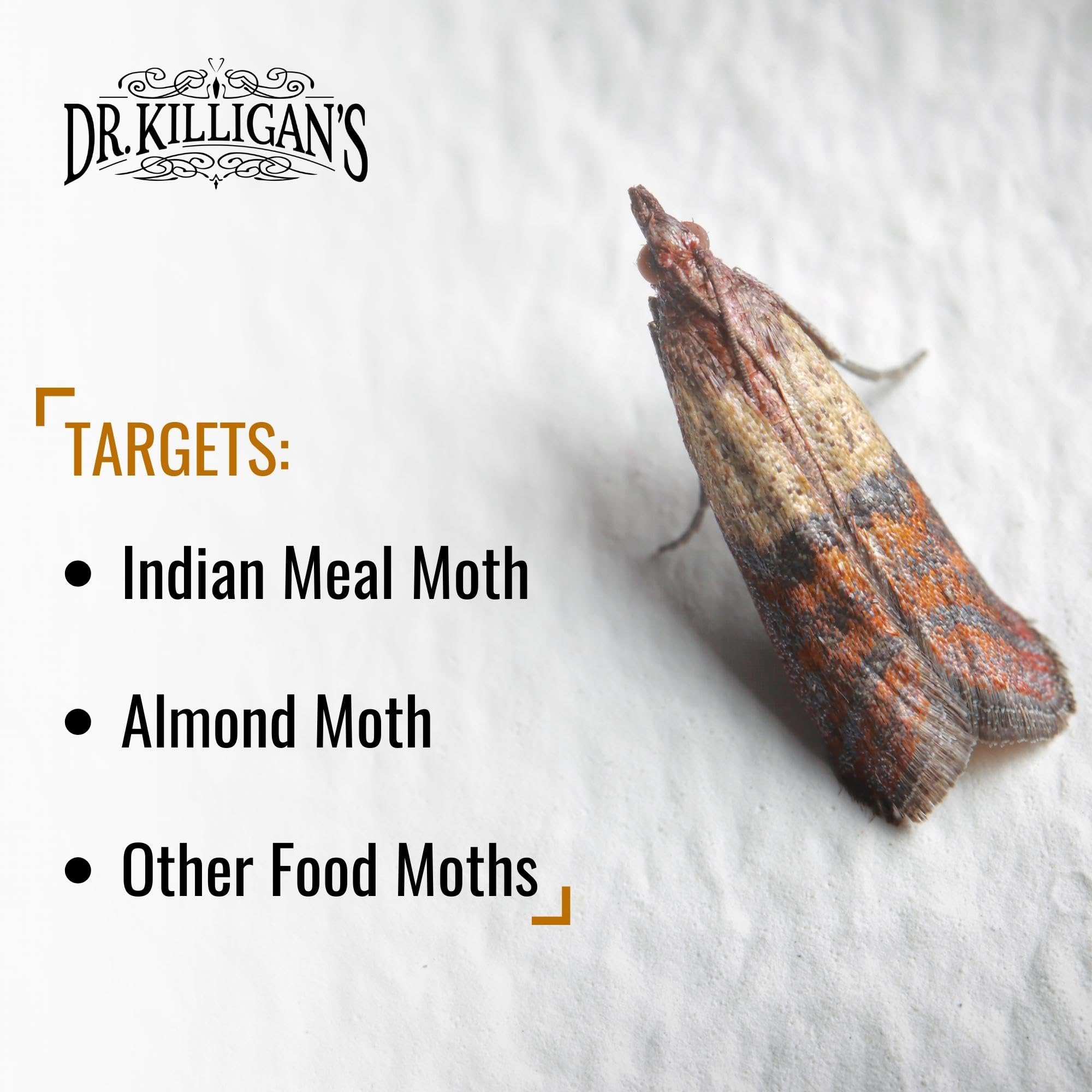 Close-up of sticky glue capturing moths on Dr. Killigan's traps.