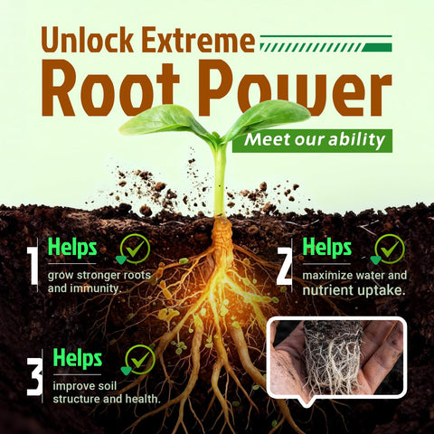Dr. Raifya's inoculant being poured into soil for root contact.