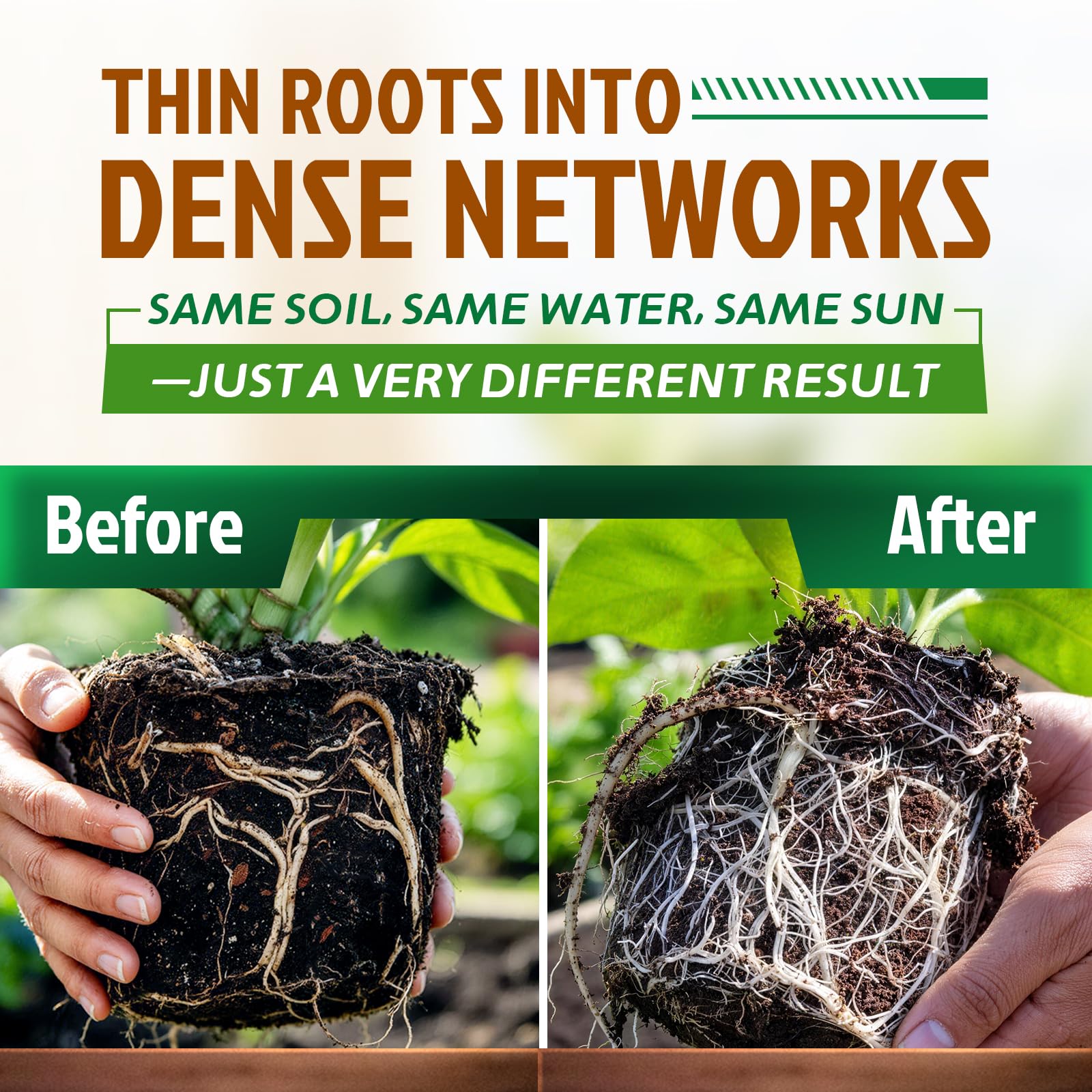 Close-up of a thriving root system after inoculation with Dr. Raifya's product.