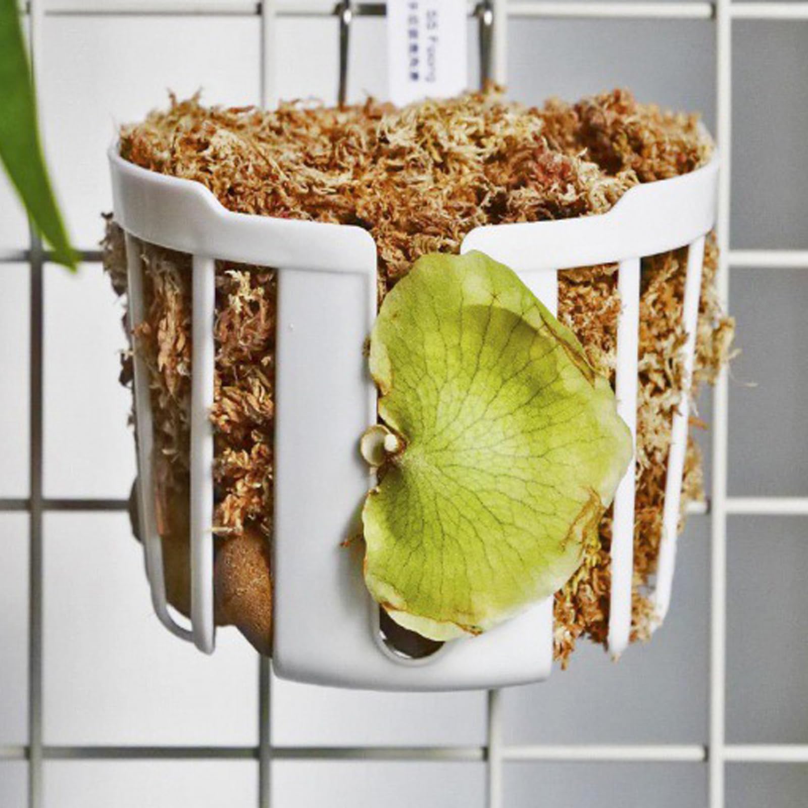 Dranvosk indoor-outdoor wall holder for year-round display on walls and patios.