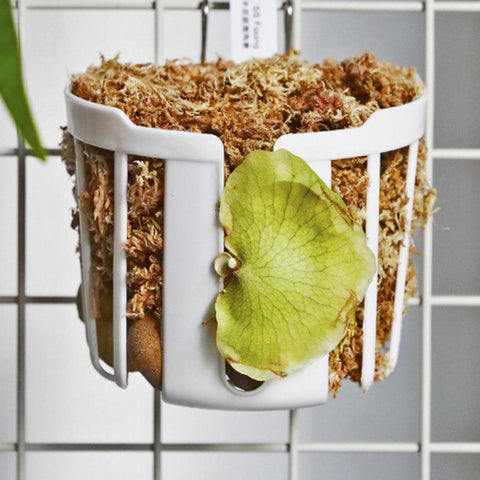 Dranvosk indoor-outdoor wall holder for year-round display on walls and patios.