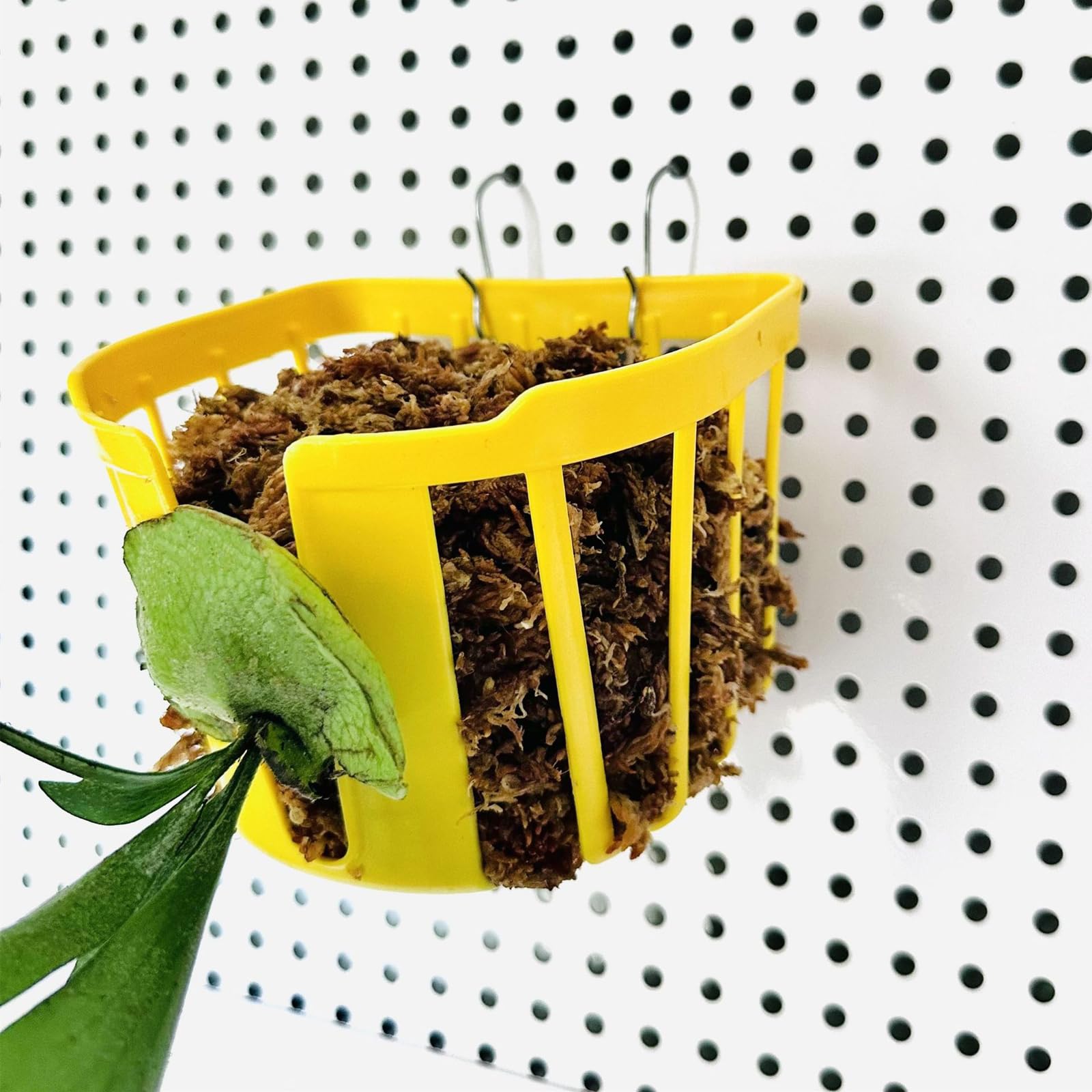 Dranvosk orchid hanging planter showcases blooms while maximizing wall real estate.
