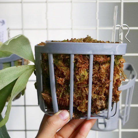 Dranvosk space-saving vertical garden creates a lush wall accent in small spaces.