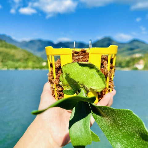 Dranvosk versatile greenery planter fits staghorn ferns, orchids, and air plants with ease.