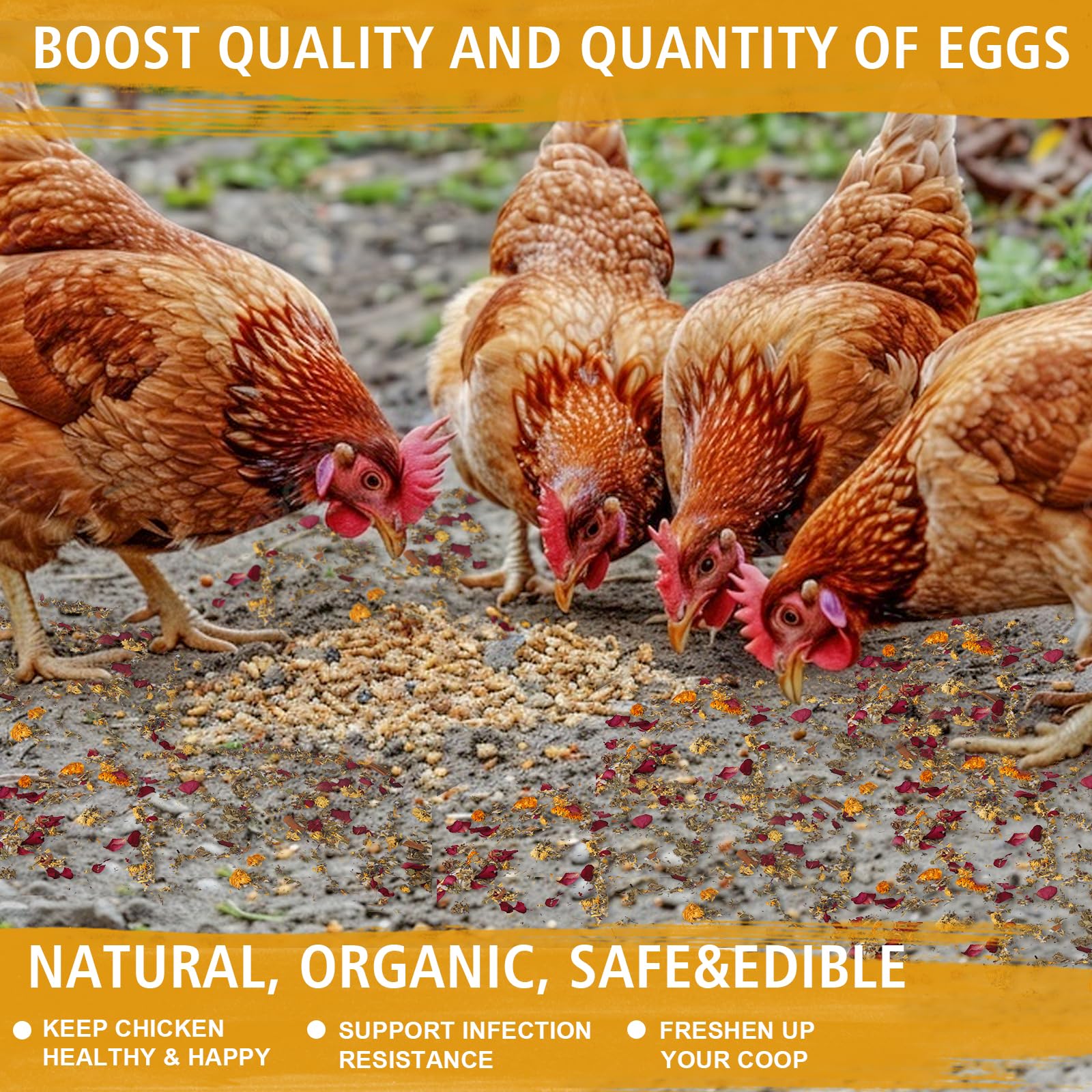 DreamdaMoonnly dust bath and coop comfort supports daily preening rituals.