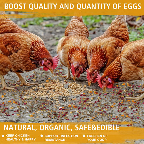 DreamdaMoonnly dust bath and coop comfort supports daily preening rituals.