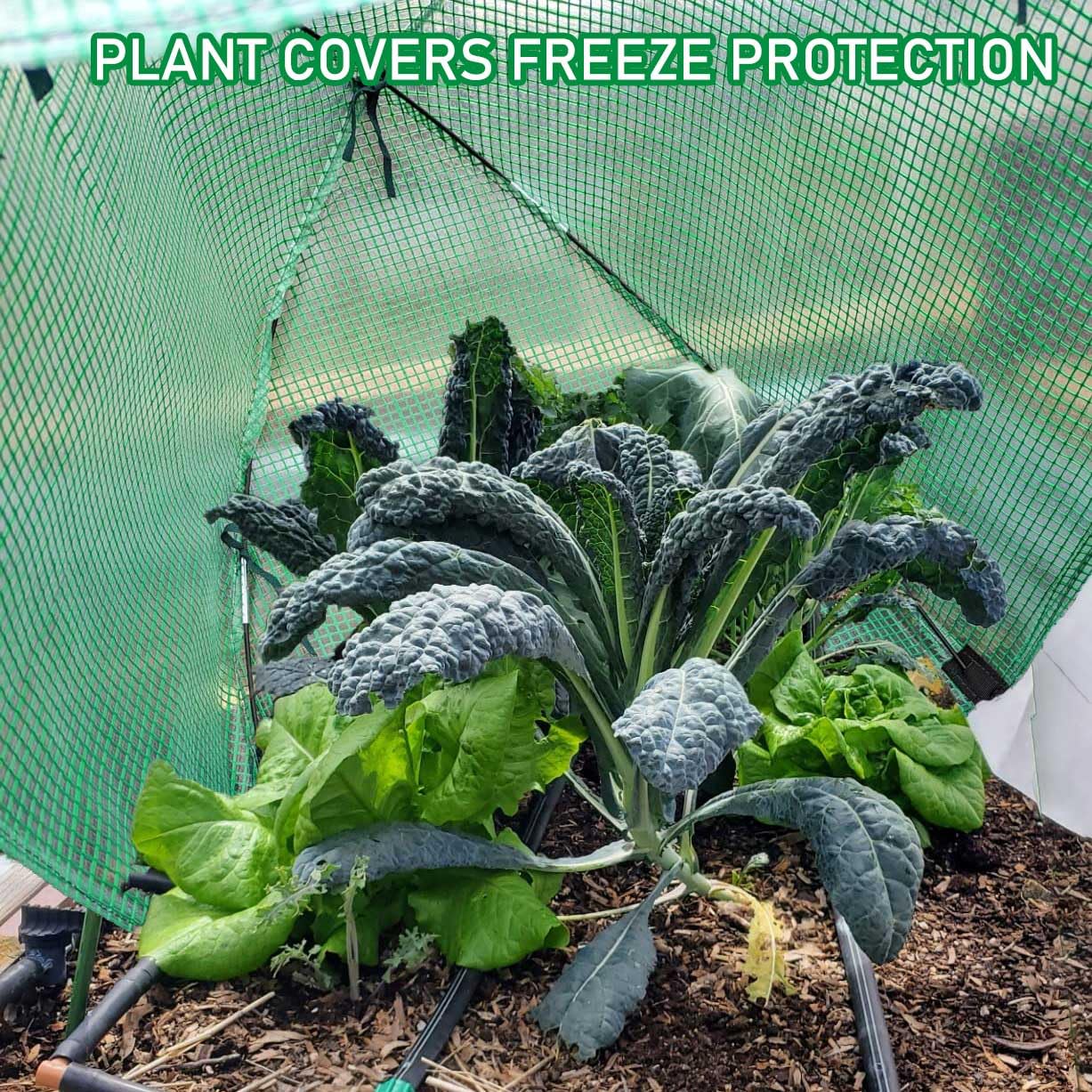 DredQcco winter plant cover in use protects small shrubs while allowing sun exposure.