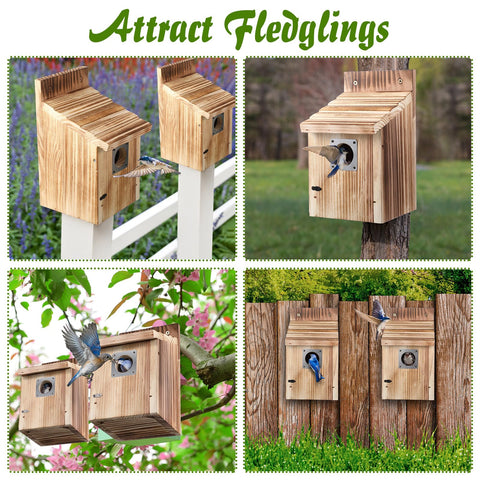 Dreyoo cedar bluebird box backyard scene shows a ready-to-use four-pack.