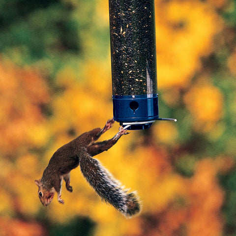Whipper collapsible perches on display enabling birds to feed while deterring squirrels
