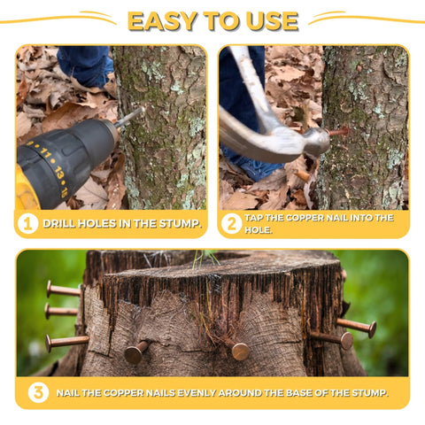 Dubbs Hardware spikes installed on a tree for practical removal work.