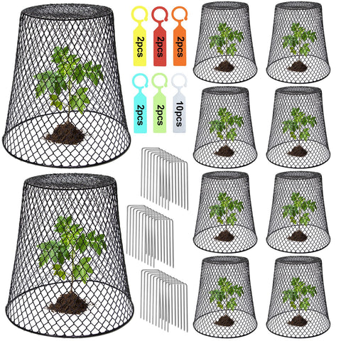 Dukelai chicken wire cloche cover on a potted plant protecting from animals while allowing airflow