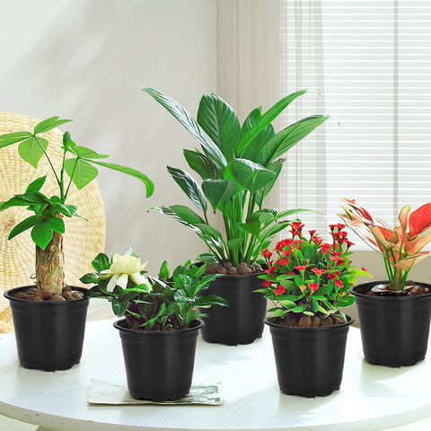 DUNPUTE 5-inch plastic pots with drainage help prevent waterlogging.