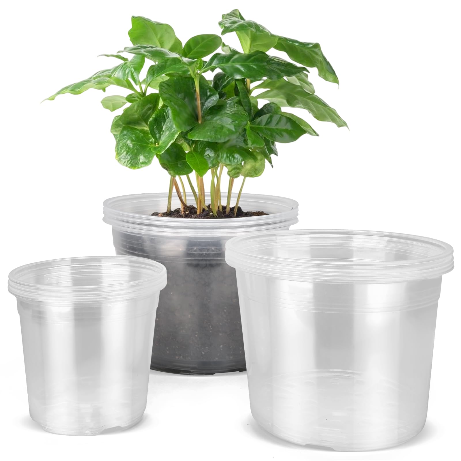 DUNPUTE clear nursery pot 6-inch for easy root monitoring and transplanting.