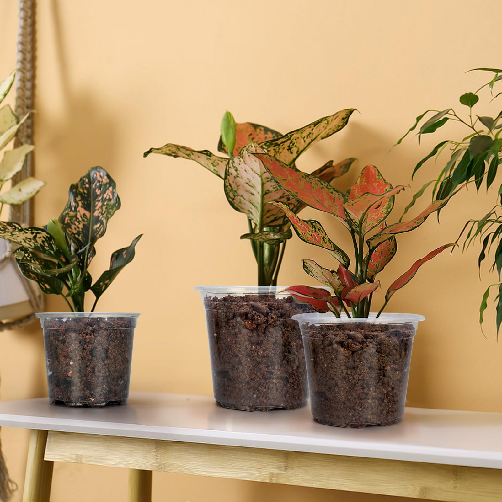 DUNPUTE clear seedling pot on a sunny window sill for indoor starts
