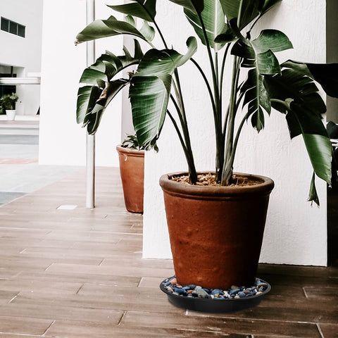 DUNPUTE plant saucer outdoors on a patio keeps floors clean.