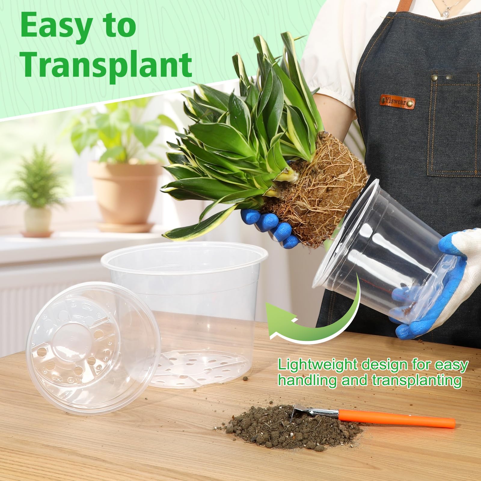 DUNPUTE transparent root monitoring supports faster seedling establishment.