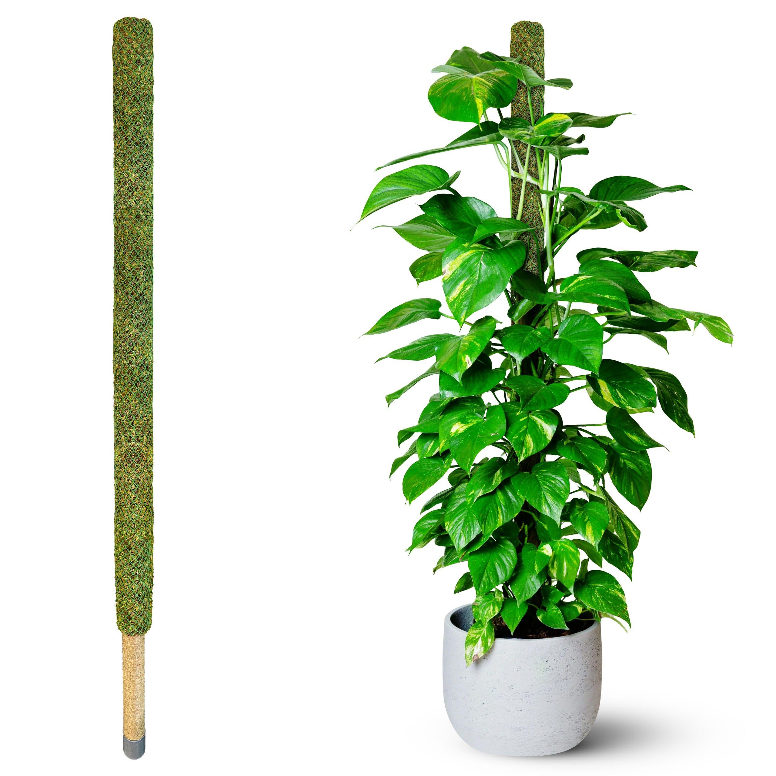 Duspro 59-inch green moss pole supports Monstera with a natural climbing look and healthier aerial roots