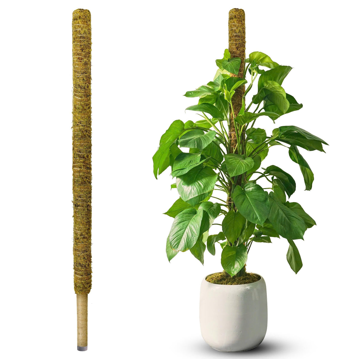 Duspro 59in non bendable moss pole provides sturdy support for tall indoor plants