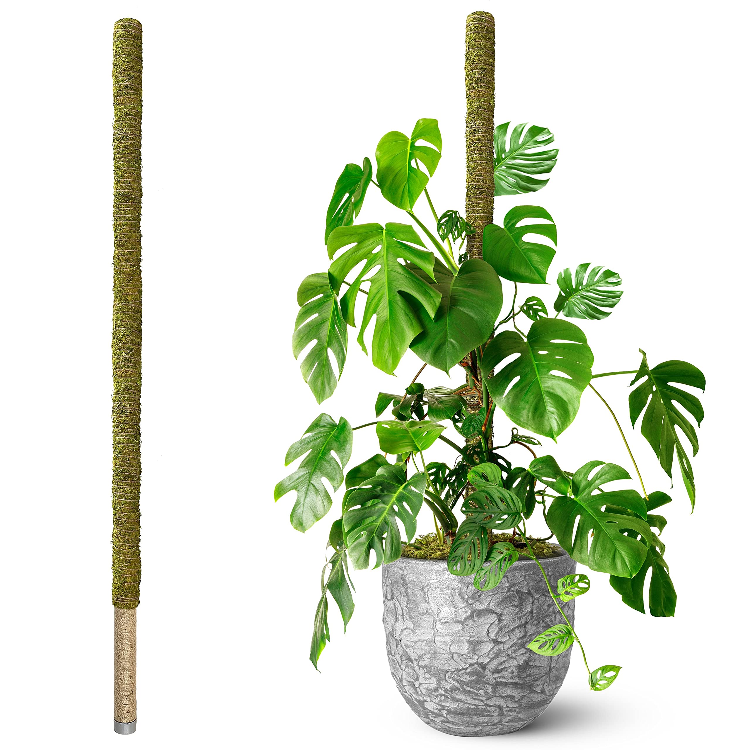 Duspro 80-inch moss pole assembled for tall indoor plants with sturdy support