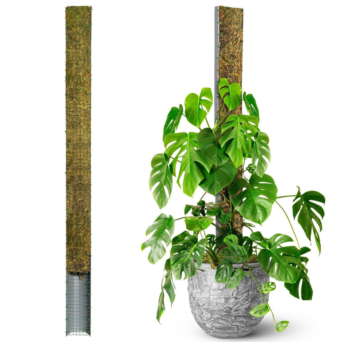 Duspro D-Shape 59-inch Moss Pole for climbing plants provides sturdy vertical support.