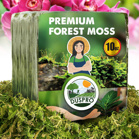 Duspro forest moss 10oz bulk for moisture retention in potted plants.