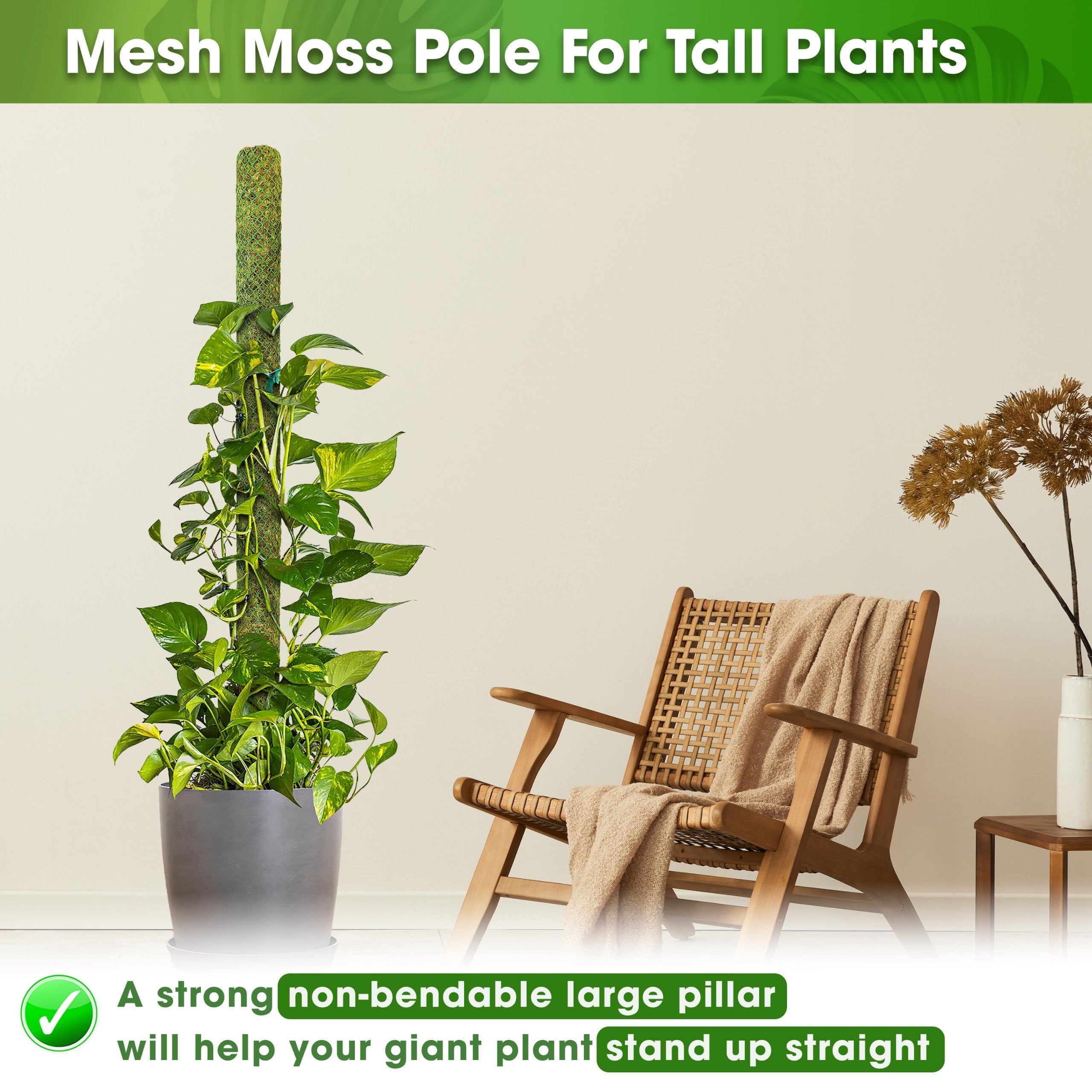 Closeup of forest moss for high moisture absorption and root attachment